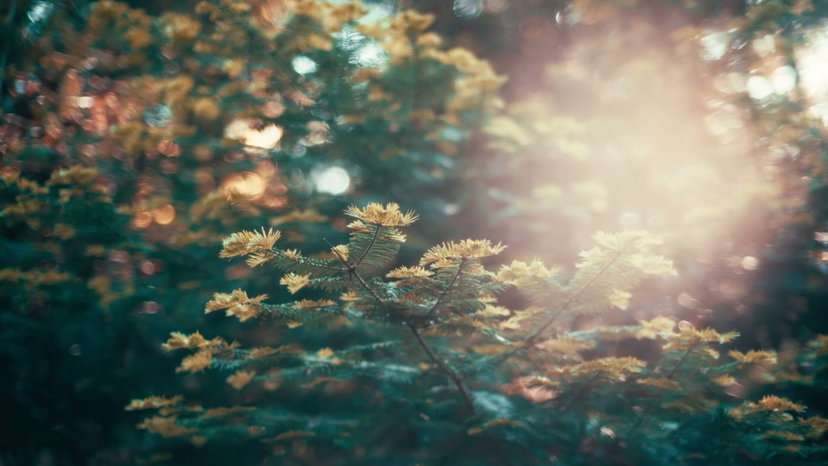 Golden Sunlight Through Autumn Tree Leaves • Stock Video on Uppbeat