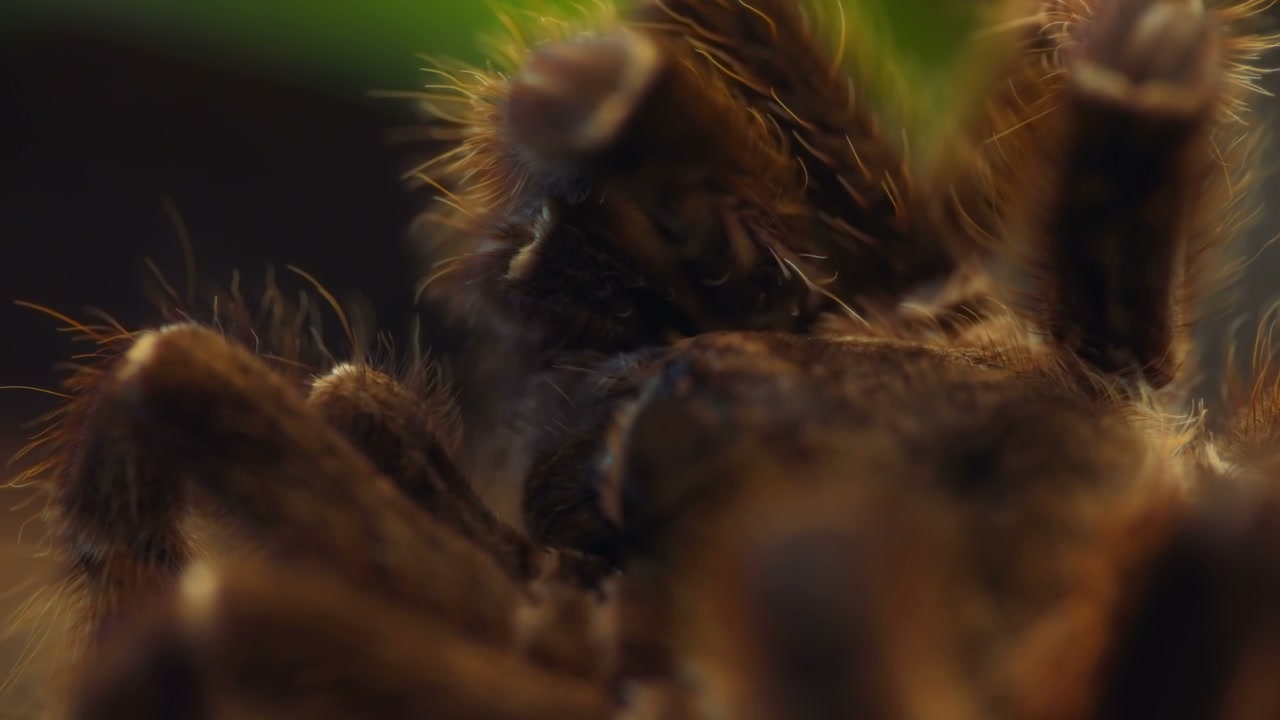 Hairy Tarantula Macro Shot