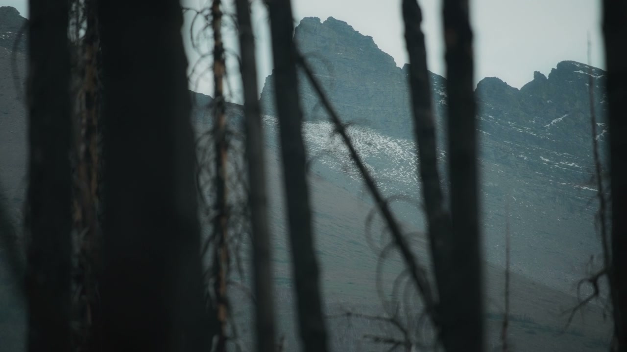 Charred Trees with Mountain Background