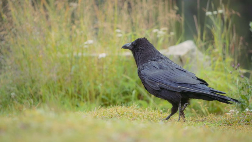 Free Crow Stock Videos • Uppbeat