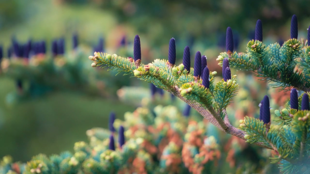 Close-Up Coniferous Branch with Purple Cones