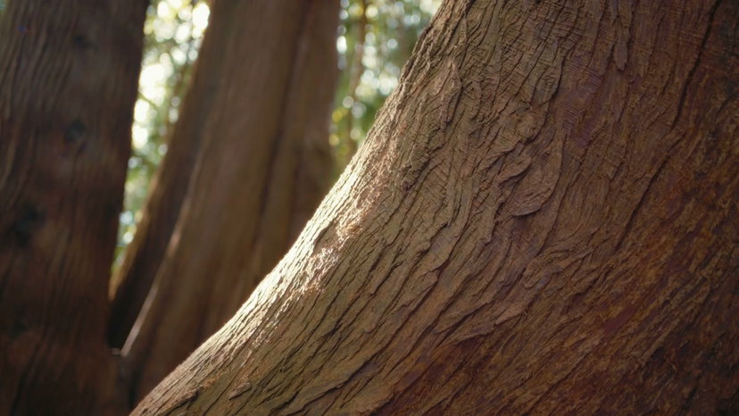 Intricate Old Tree Roots and Bark Texture • Stock Video on Uppbeat