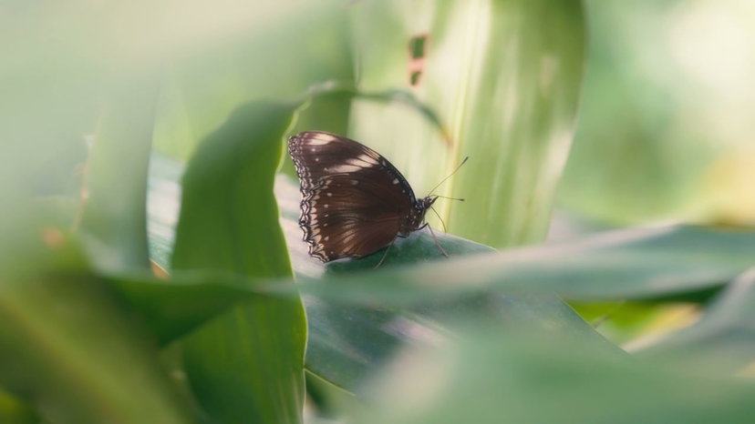 Green Jungle Nymph Stick Insect Close-Up • Stock Video on Uppbeat