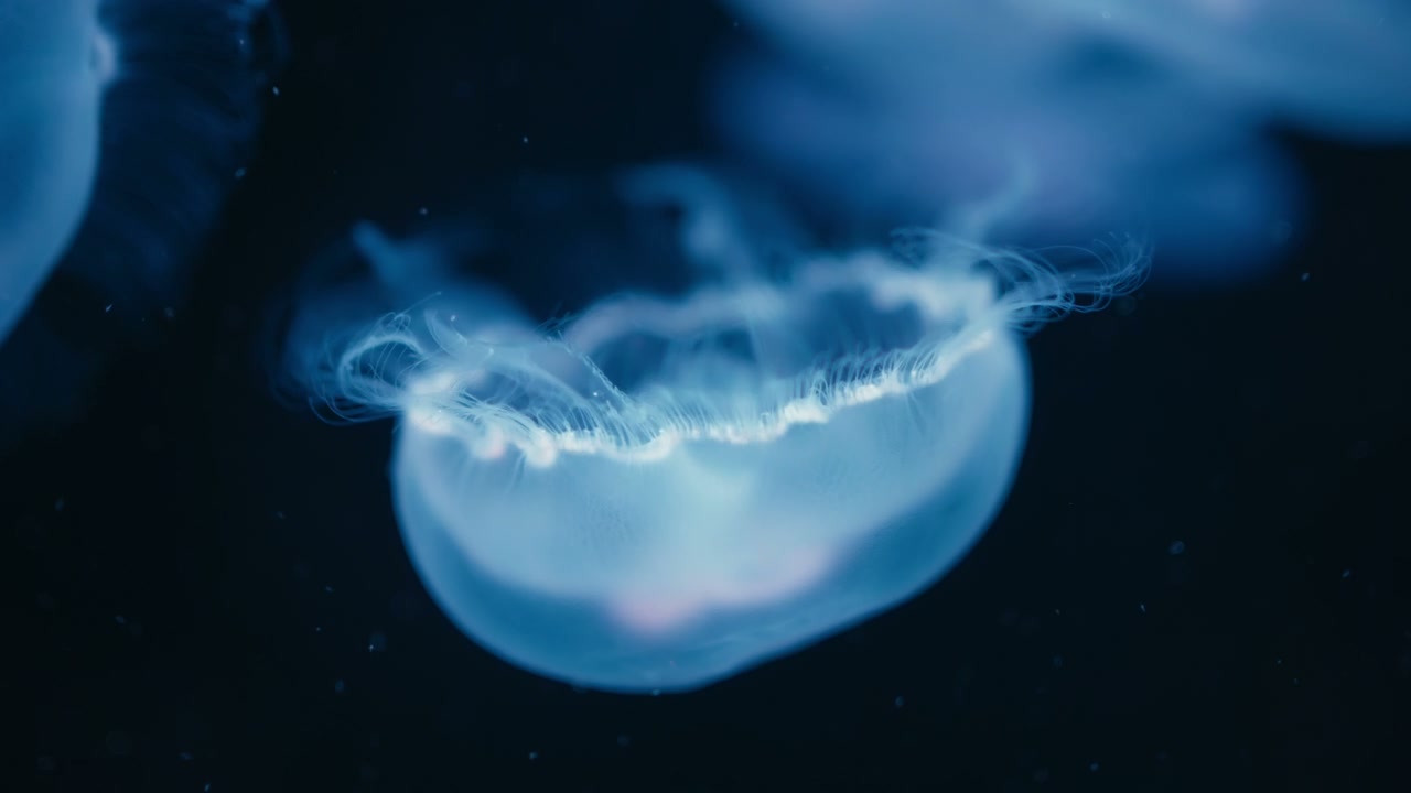 Jellyfish