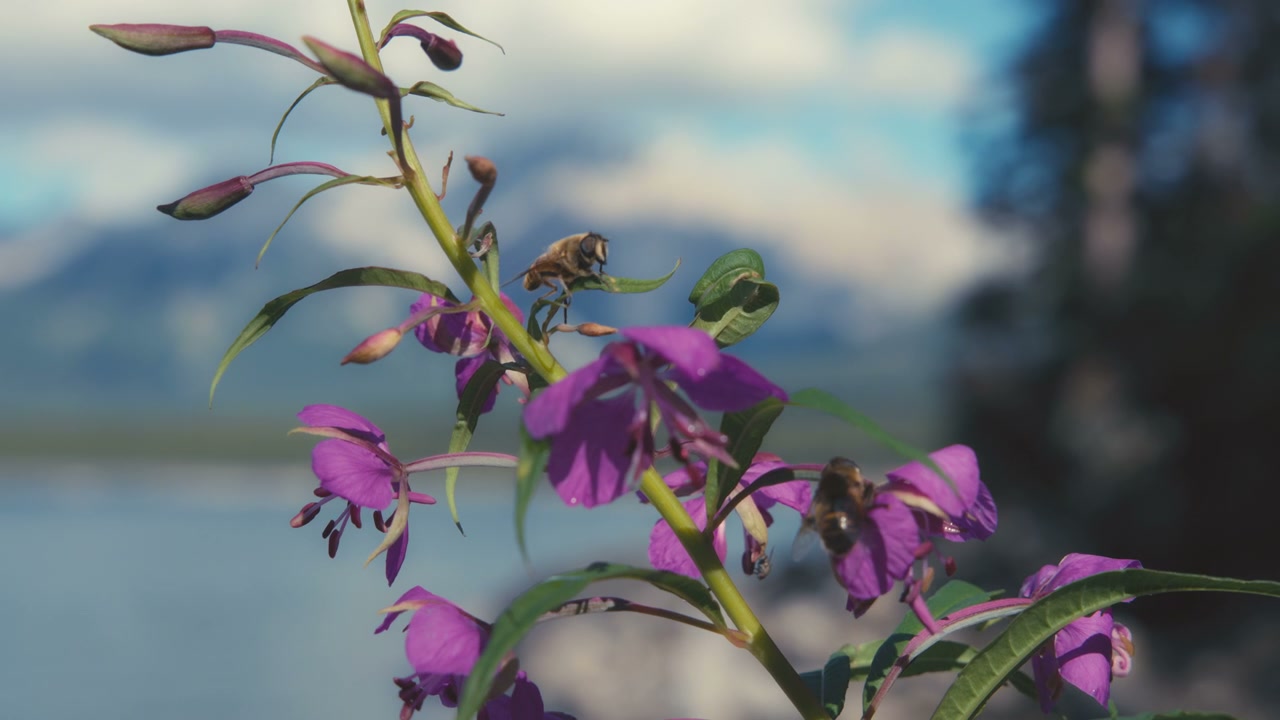 Bees Pollinating Purple Wildflowers