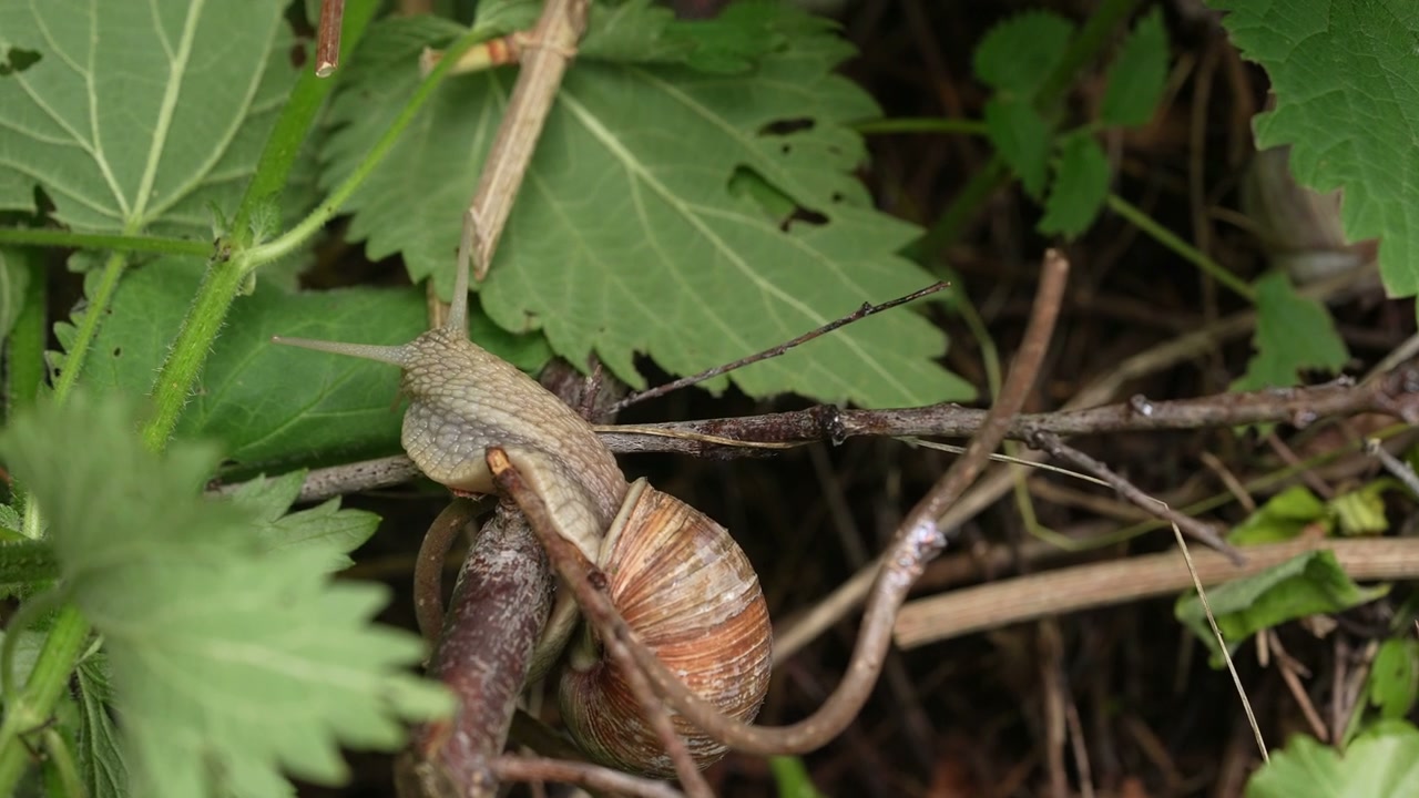 Two Snails Mating on Forest Floor • Stock Video on Uppbeat