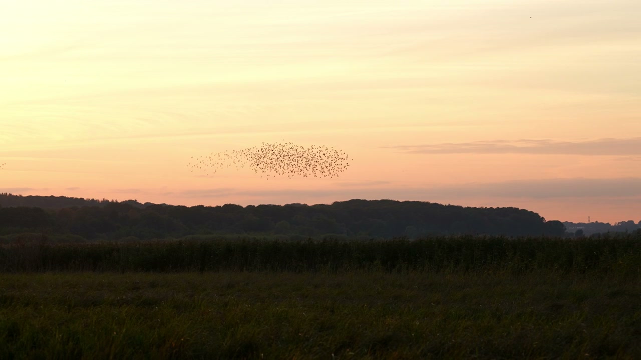 Starling Murmuration at Sunset