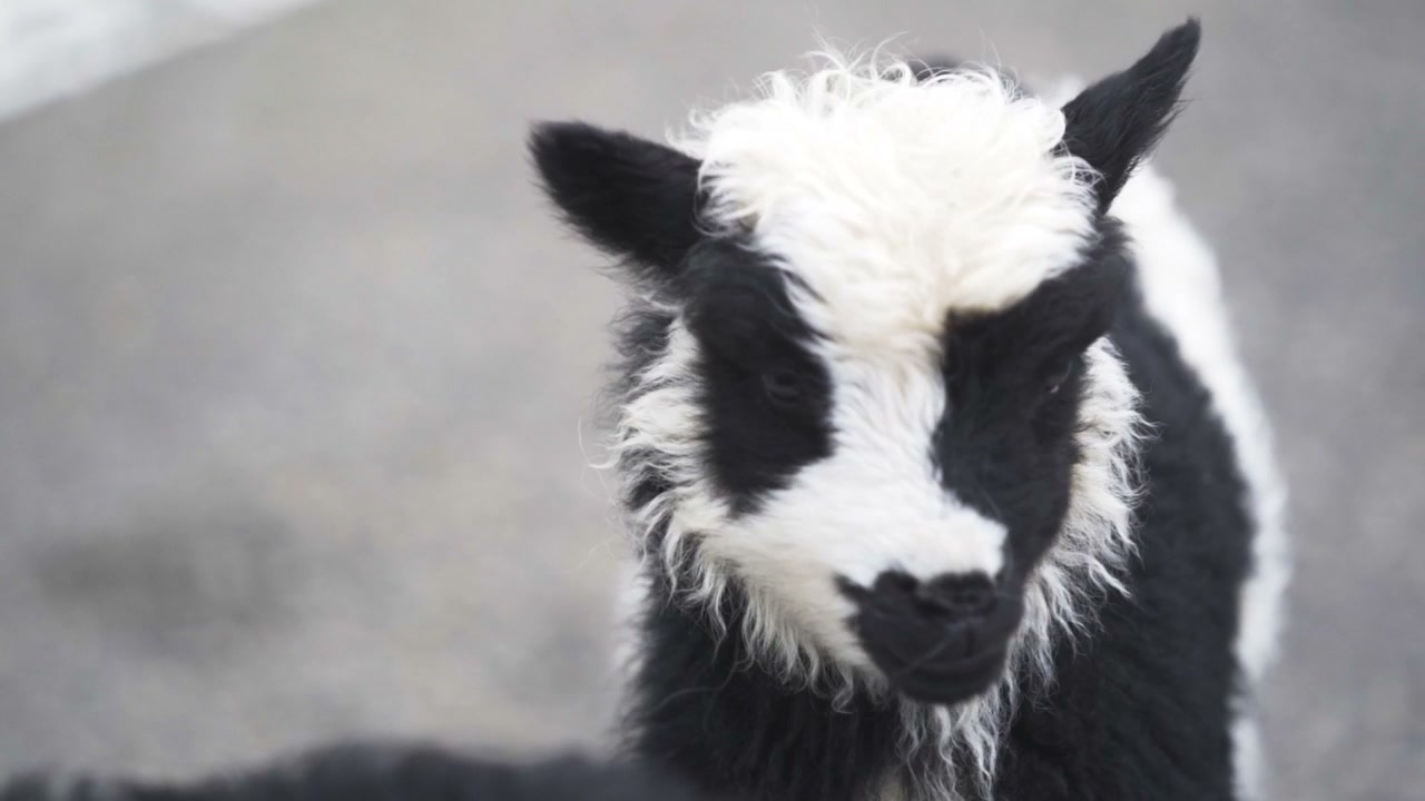 Cute Black and White Lamb