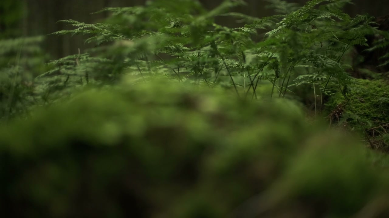 Ferns and Forest Trees Slow Focus Rack • Stock Video on Uppbeat