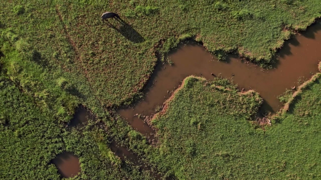 Carabao Grazing in Subic Wetlands