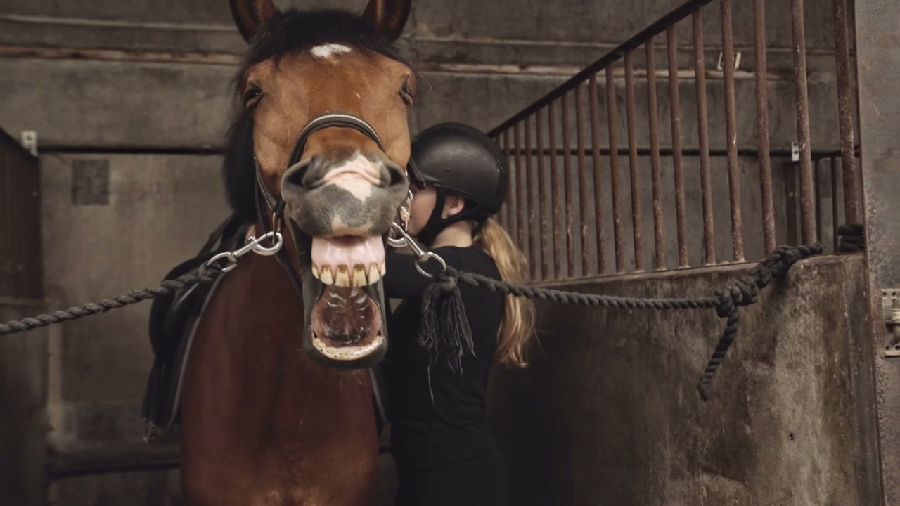 Horse With Funny Face As Rider Adjusts Saddle