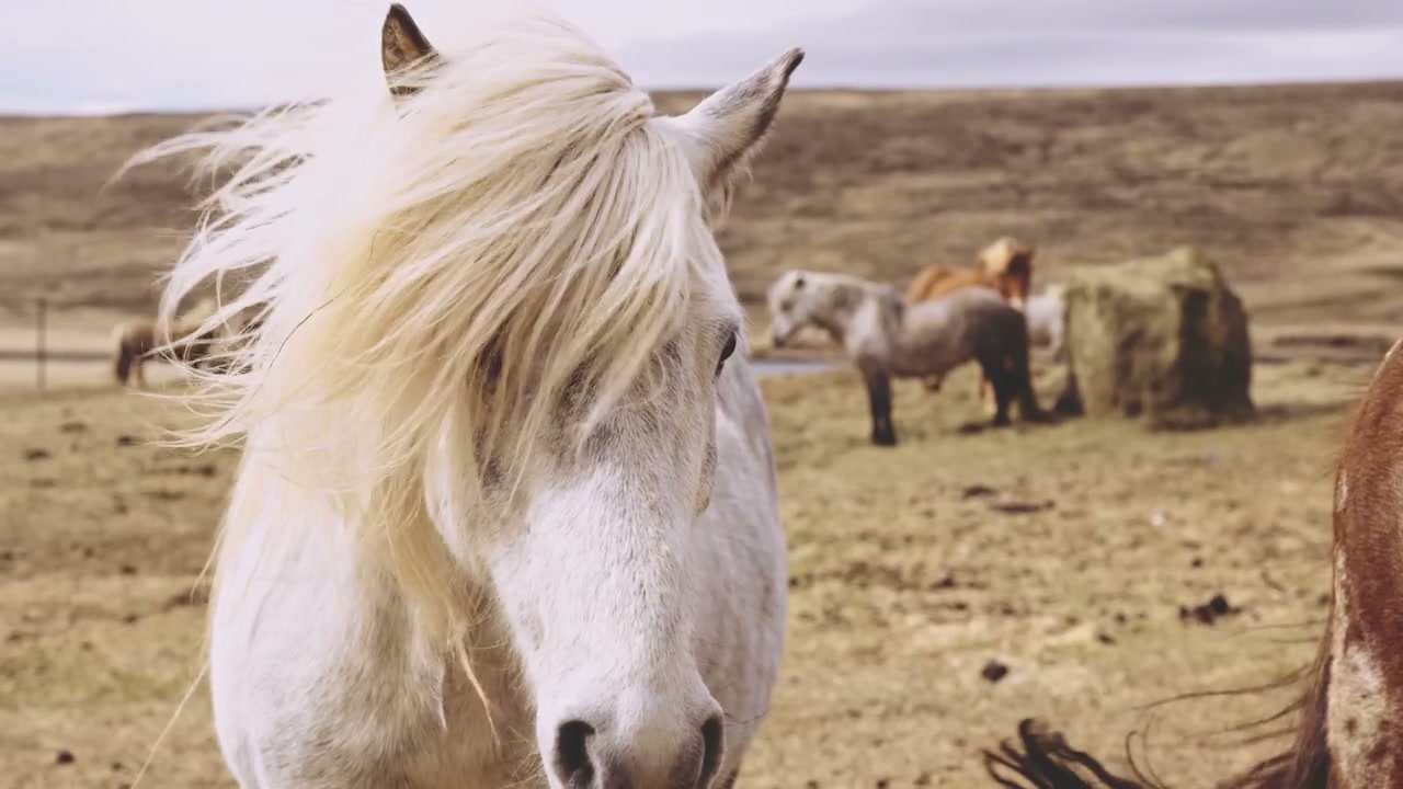 White Icelandic Horse on a Windy Day