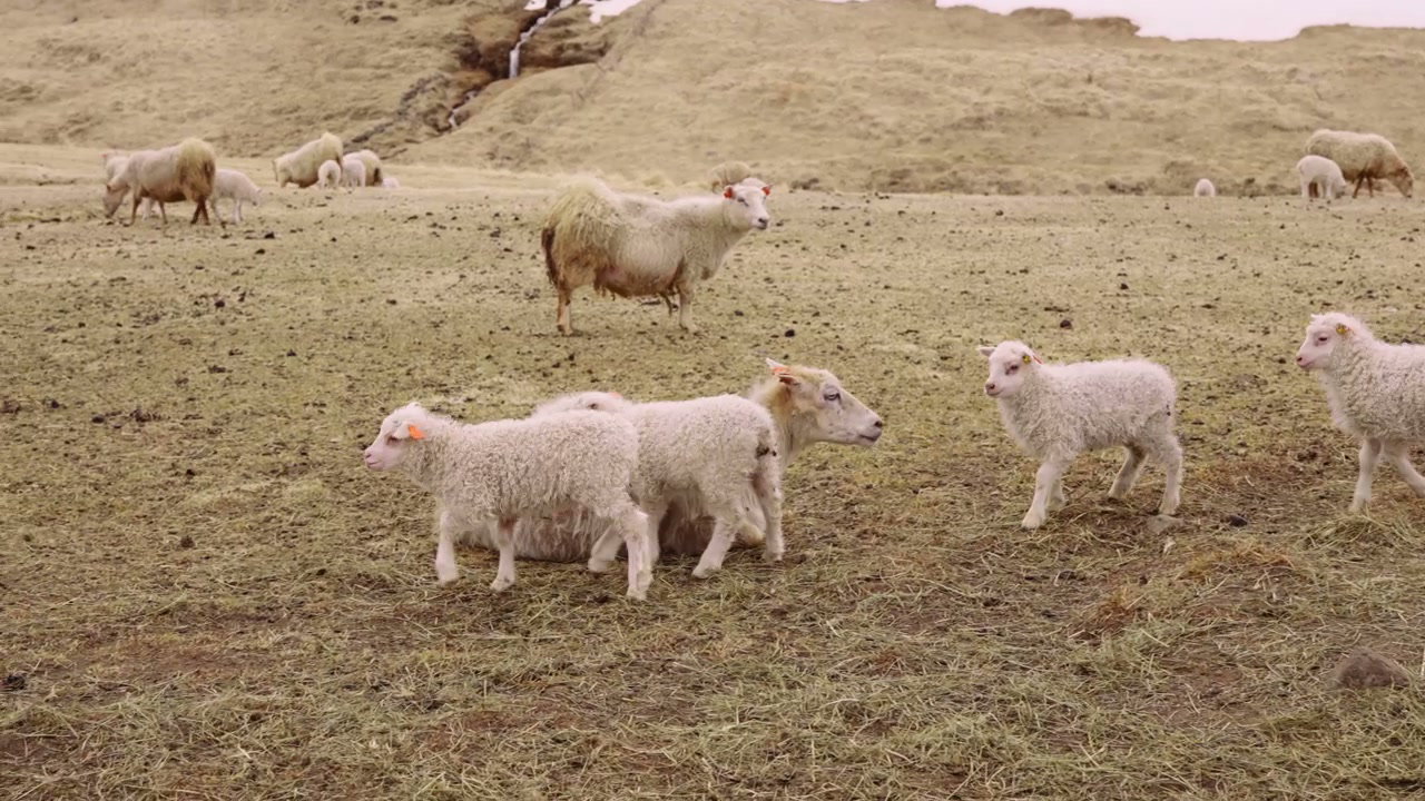 icelandic-sheep-and-lambs-grazing-in-field-stock-video-on-uppbeat