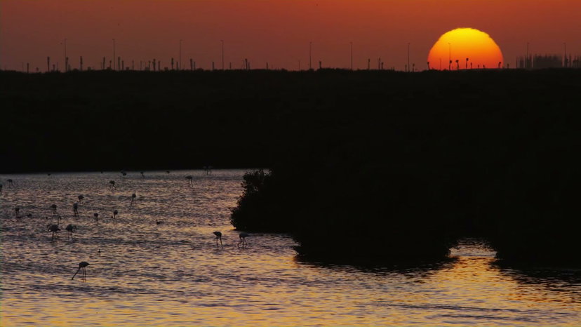 Free Flamingo Stock Videos • Uppbeat