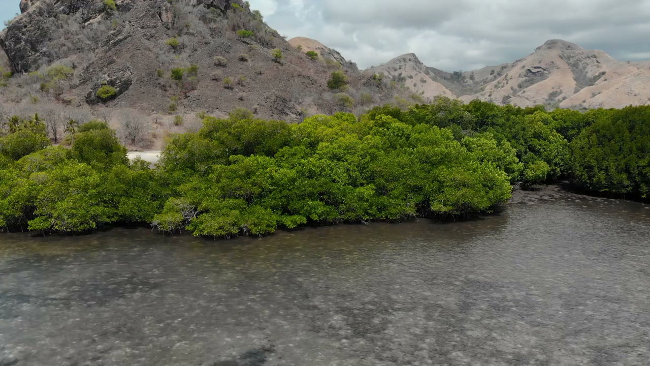 Mangrove Forest and Rocky Mountains