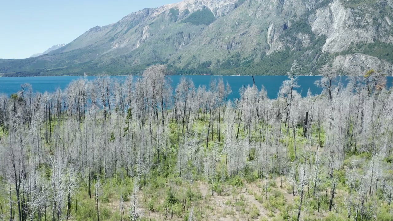 Patagonian Lake with Burnt Trees