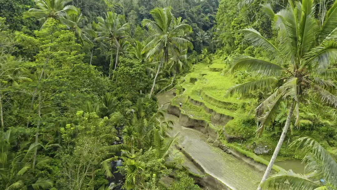 Lush Bali Rice Terraces And Palm Trees • Stock Video on Uppbeat