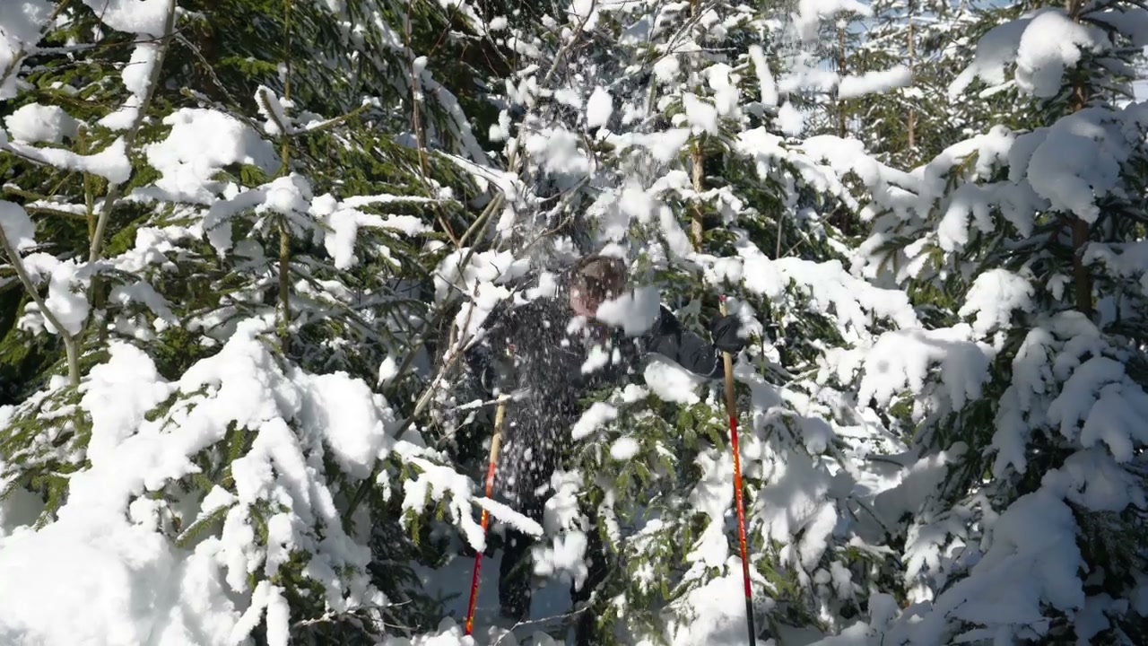 Skier Emerging From Snow Covered Trees