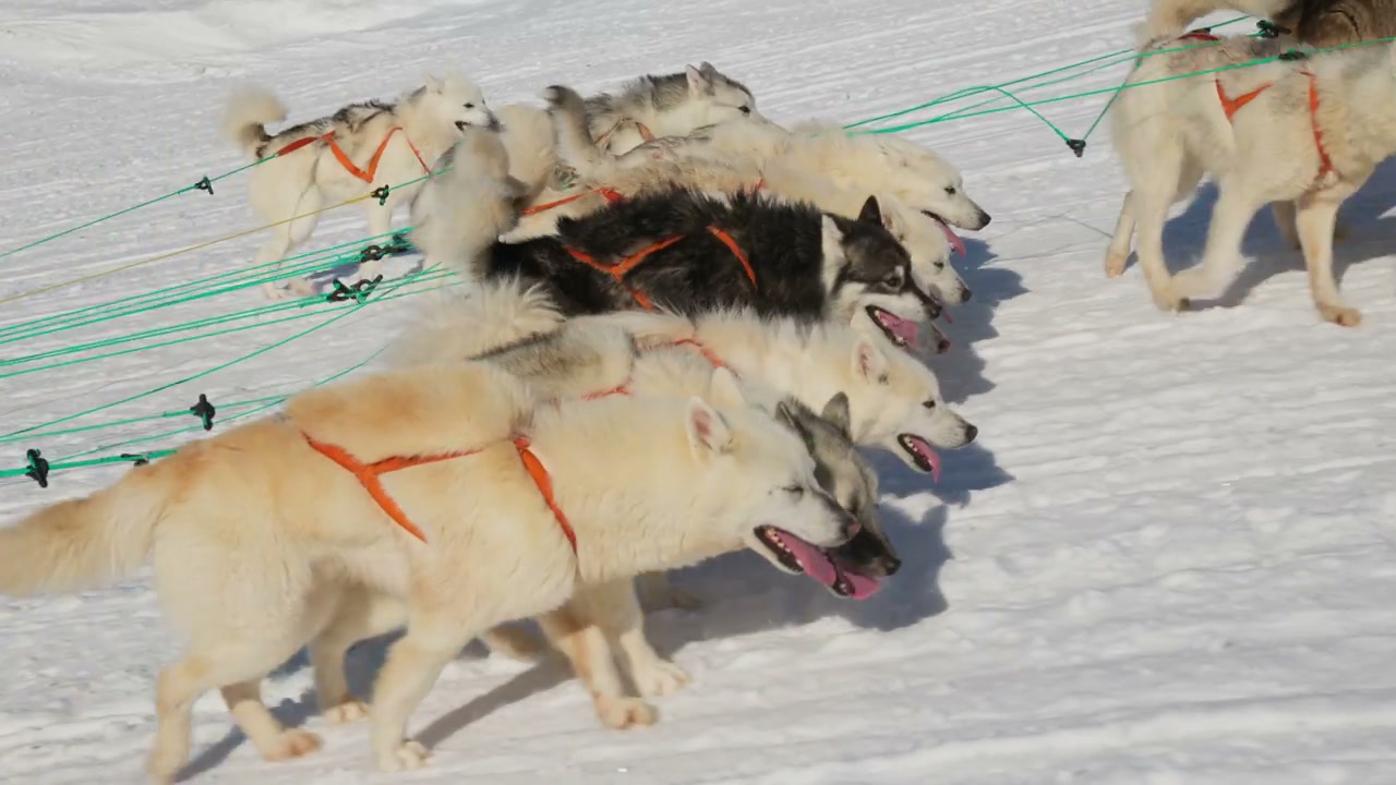 Pack of Huskies Running in Snow