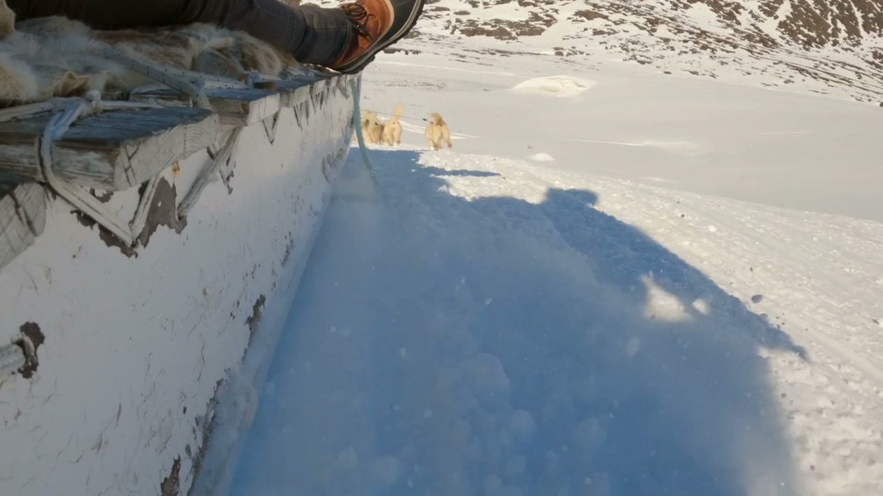 Greenland Sled Dog Team Pulling Across Snow • Stock Video on Uppbeat
