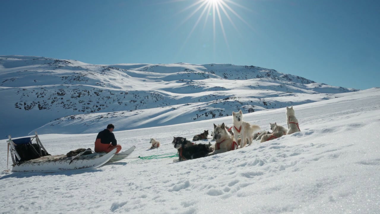 Musher and Sled Dog Team in Greenland Snow • Stock Video on Uppbeat