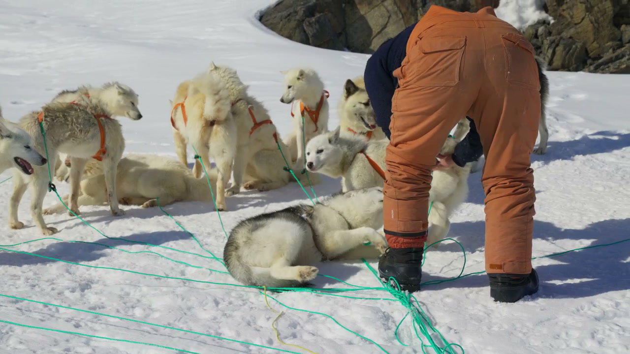 Musher Prepares Husky Sled Dogs on Snow