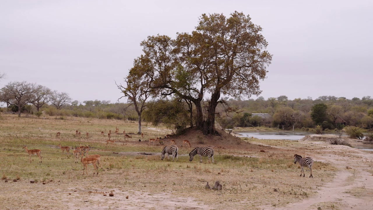 Zebras and Impalas in South African Bushveld • Stock Video on Uppbeat