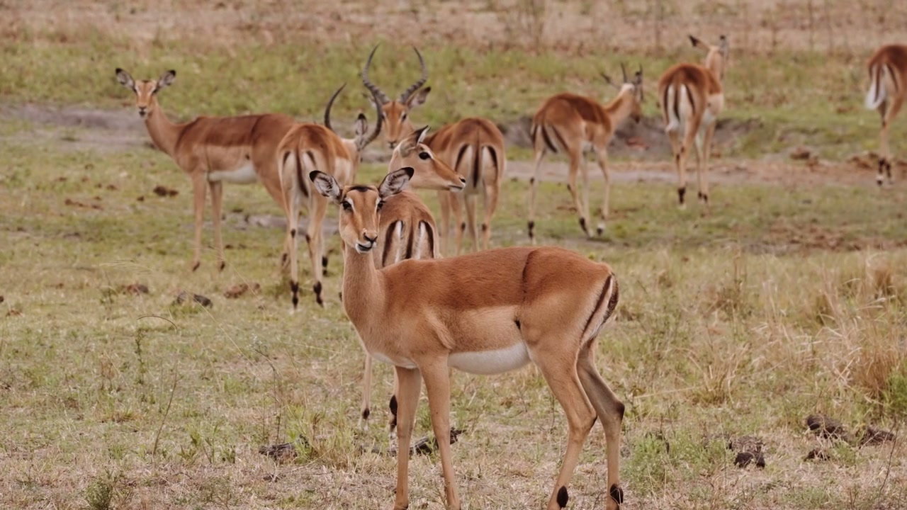Zebras and Impalas in South African Bushveld • Stock Video on Uppbeat