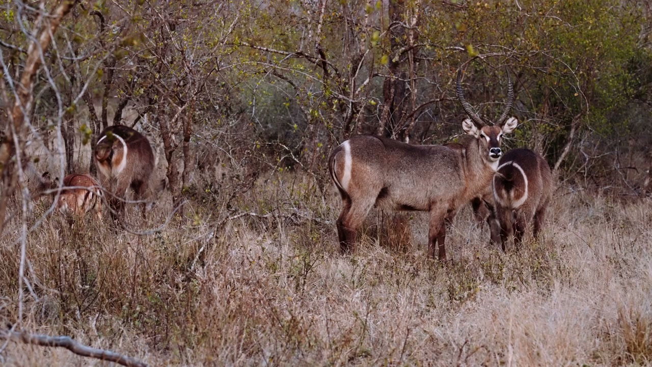 Zebras and Impalas in South African Bushveld • Stock Video on Uppbeat