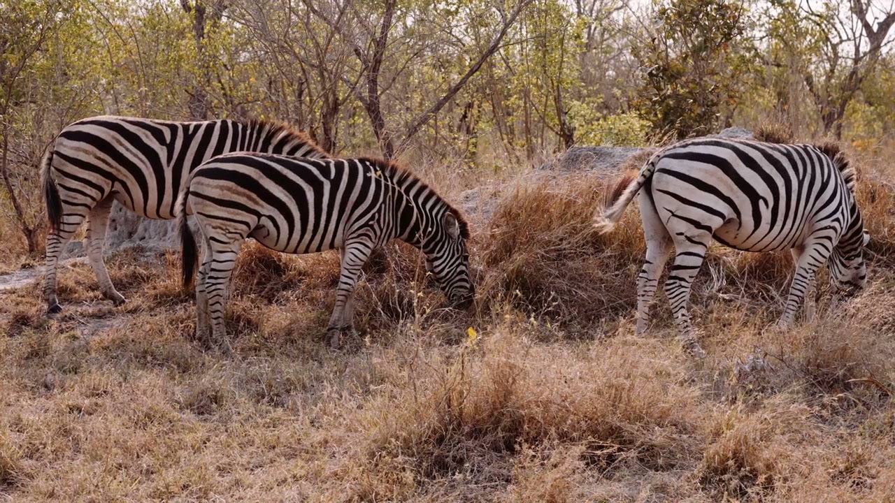 Zebras and Impalas in South African Bushveld • Stock Video on Uppbeat