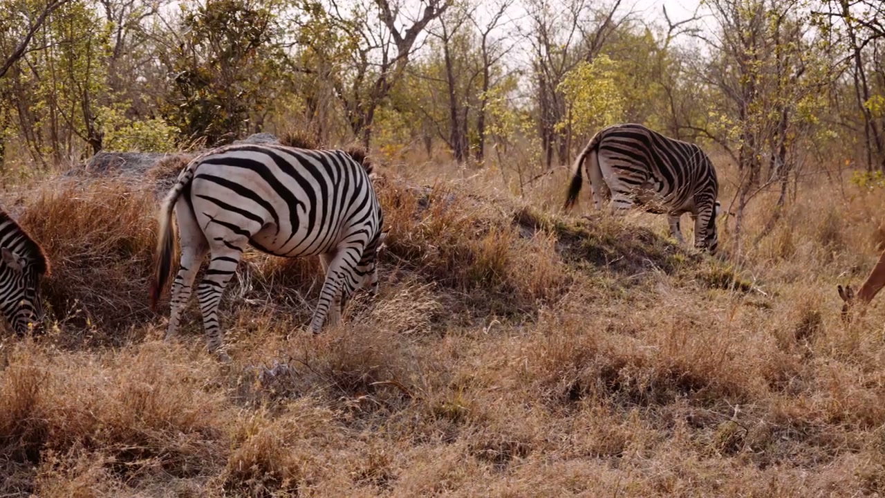 Zebras and Impalas in South African Bushveld • Stock Video on Uppbeat