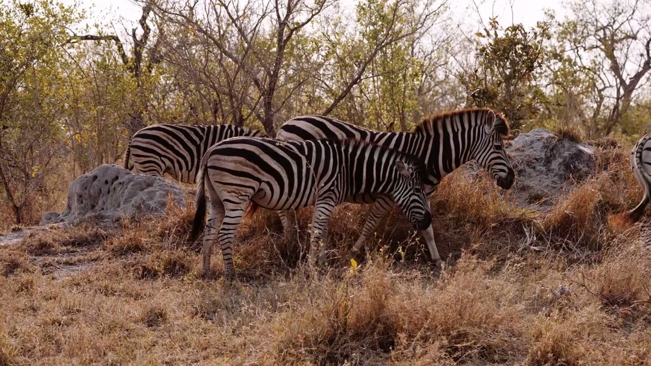 Zebras and Impalas in South African Bushveld • Stock Video on Uppbeat
