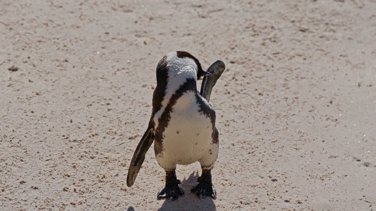 African Penguin Preening and Calling