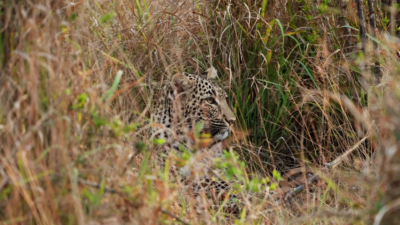 Leopard Resting in Tall Grass on Safari