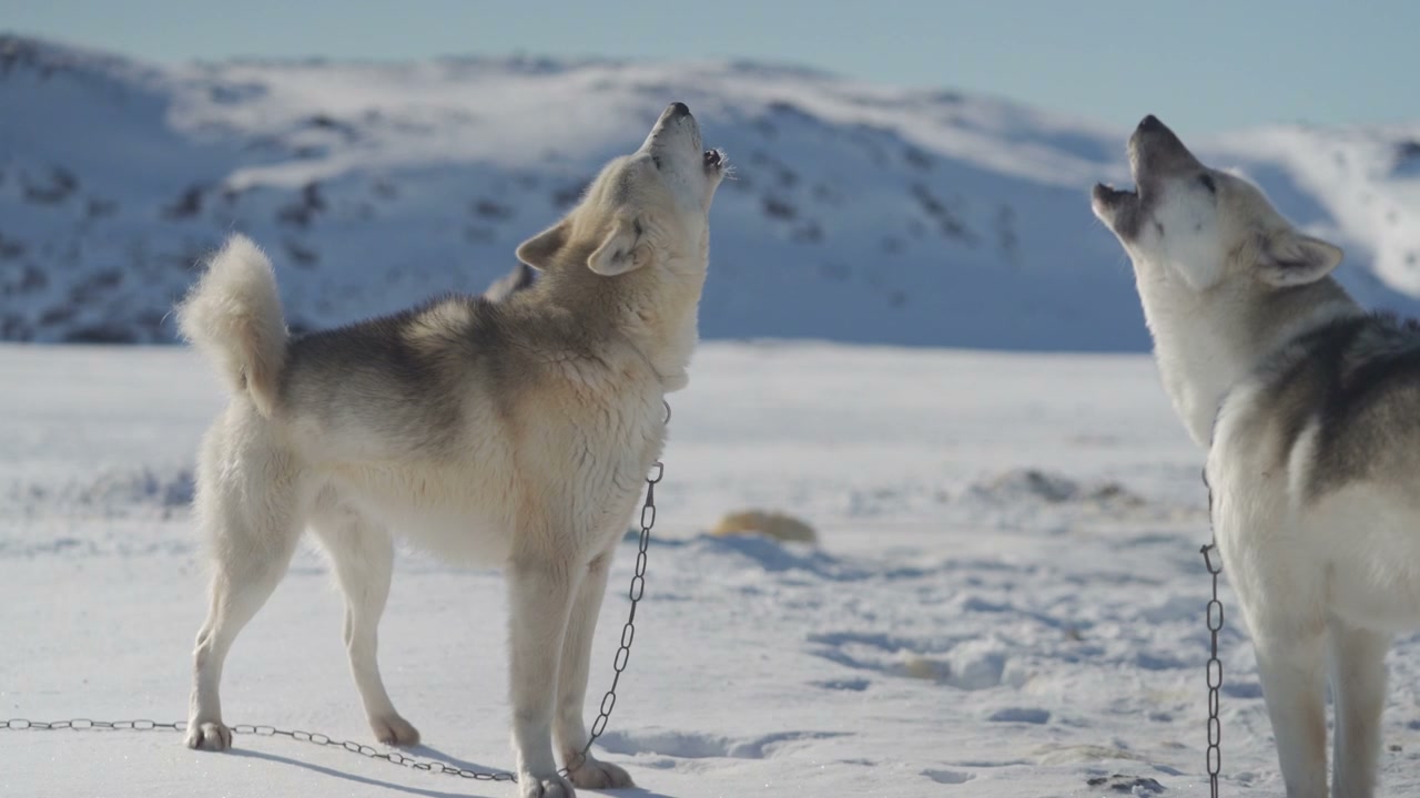 Sled Dogs Howling in Winter Landscape