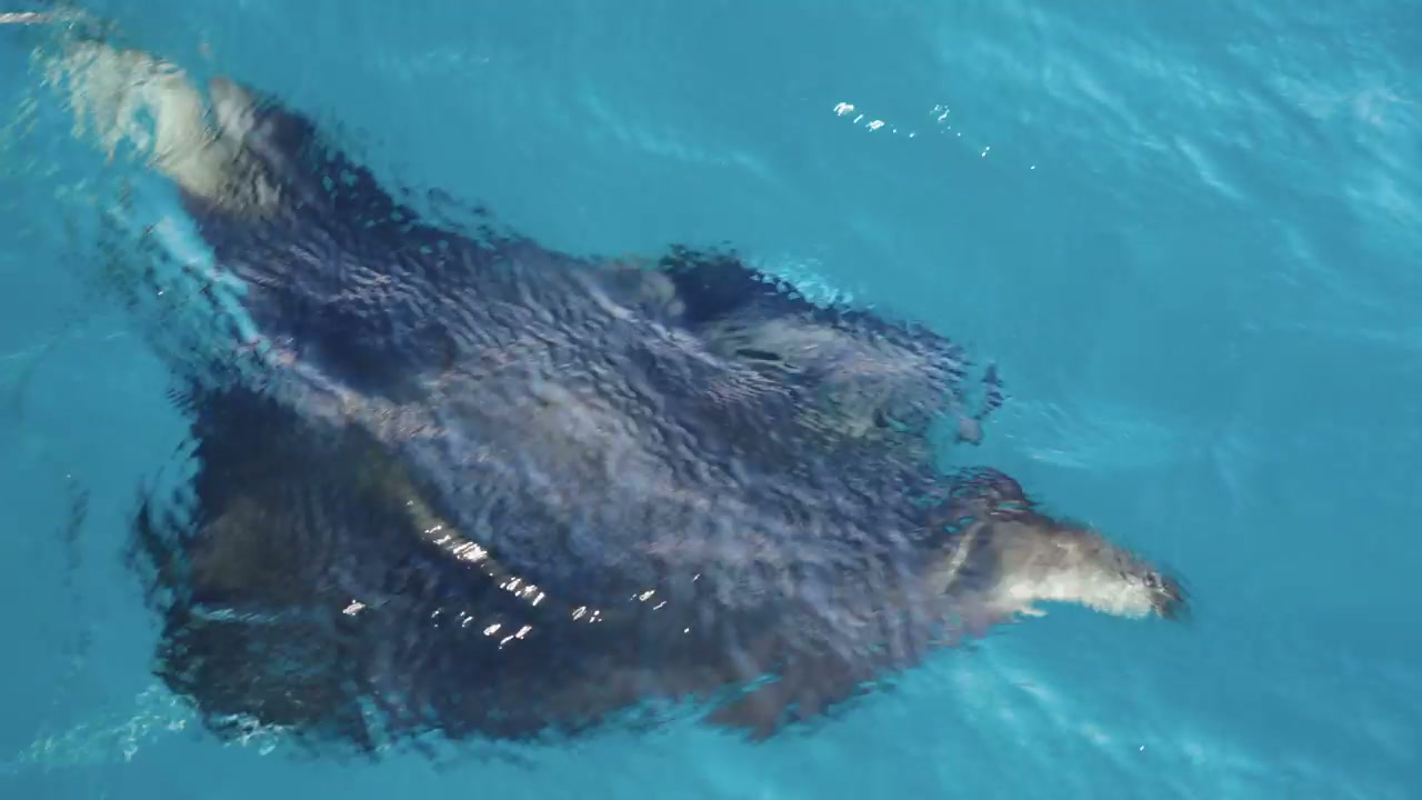 Manta Ray Swimming in Blue Ocean