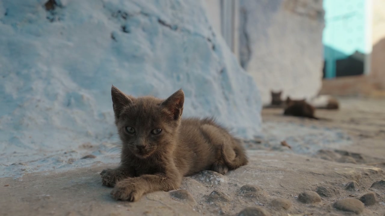 video preview
