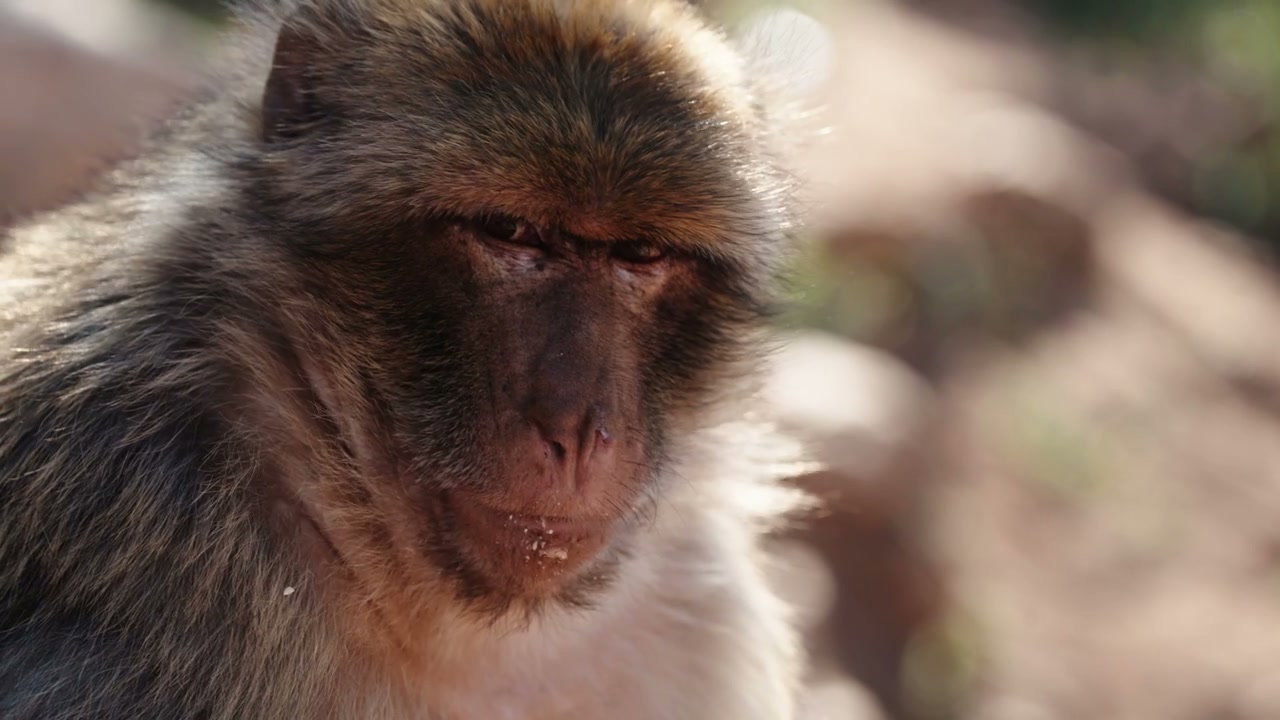 Barbary Macaque Close-Up at Ouzoud Waterfalls