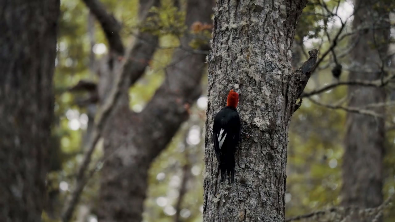 Magellanic Woodpecker Pecking Tree