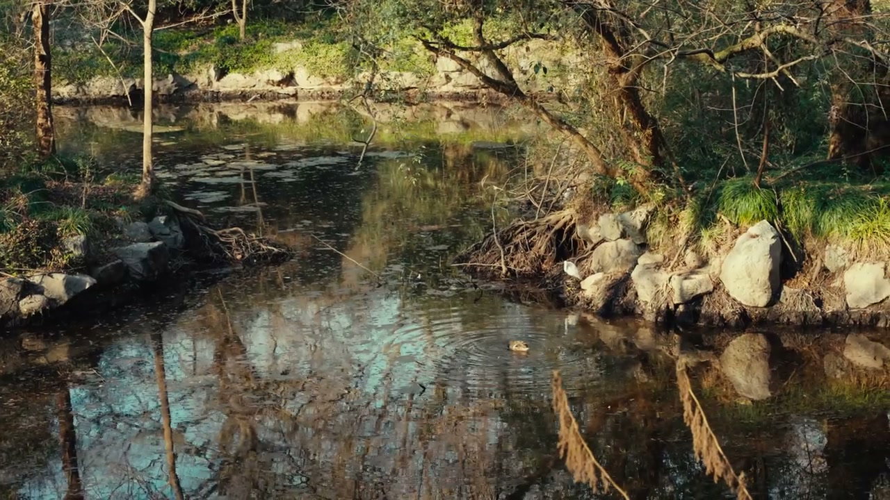 Duck Swimming in a Wooded Pond