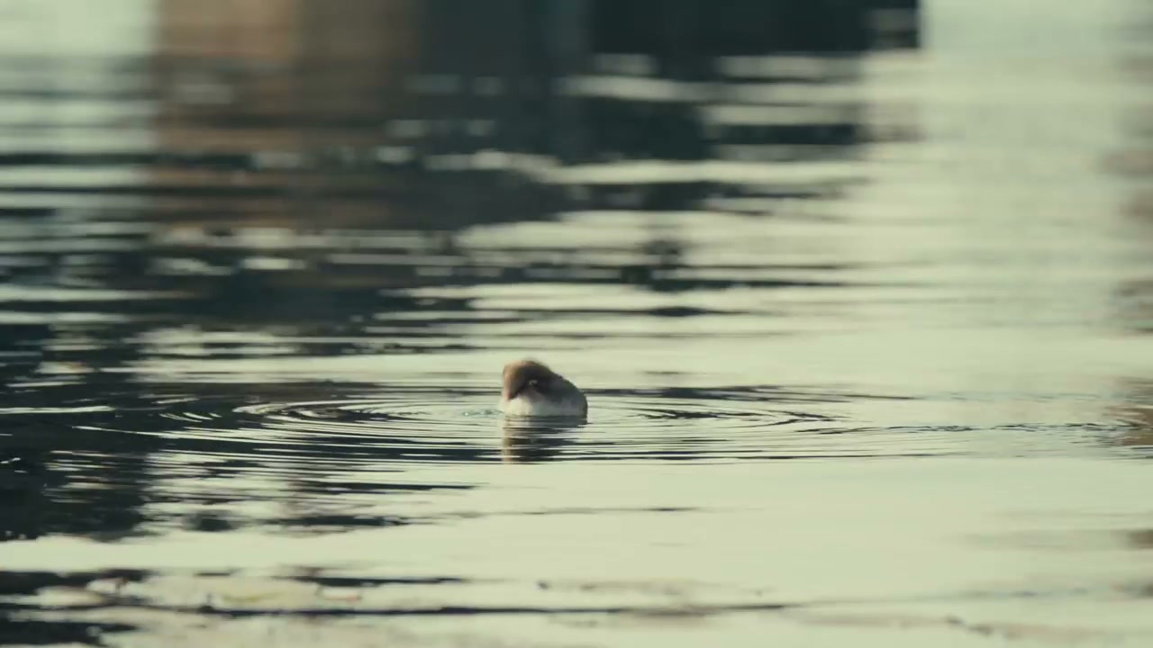 Little Grebe Chick Swimming