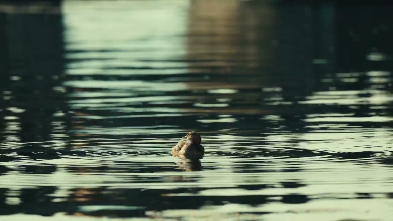 Duckling Swimming and Diving