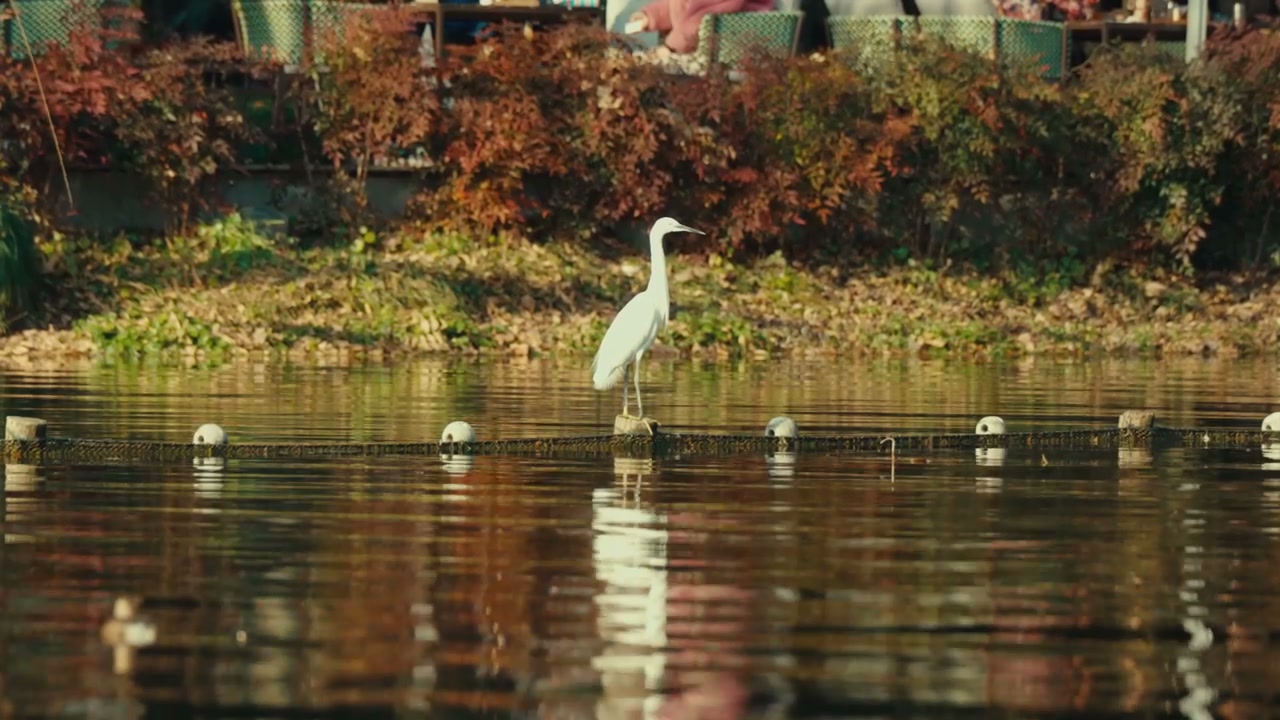 White Egret Standing on Lake Barrier
