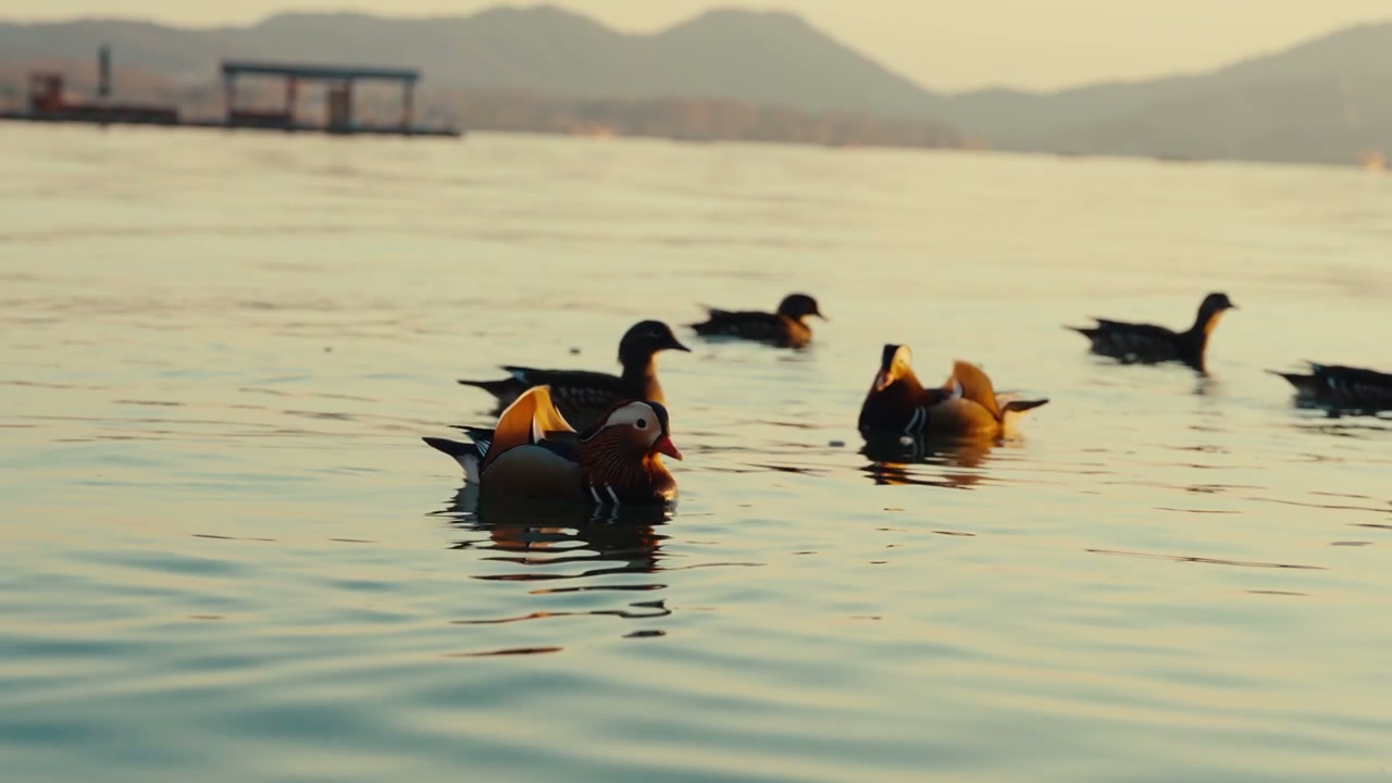 Mandarin Ducks Swimming in Hangzhou Lake