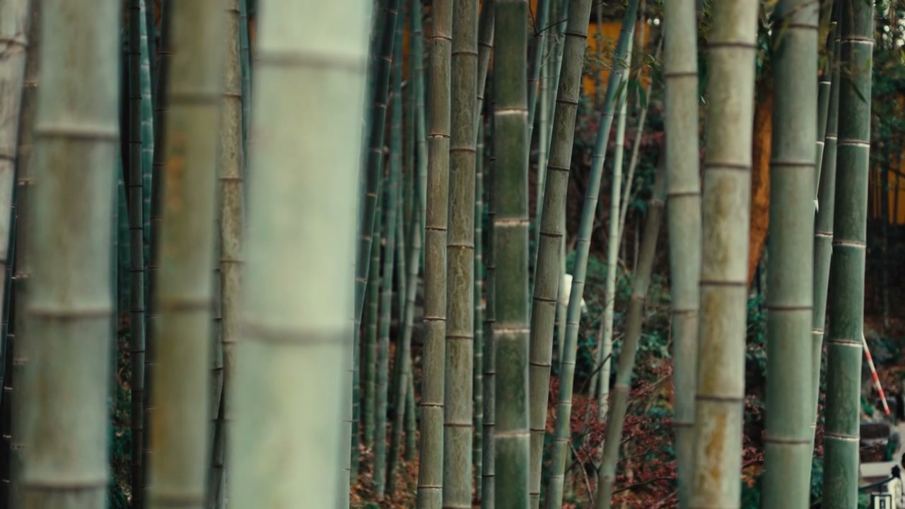 Lush Green Bamboo Forest