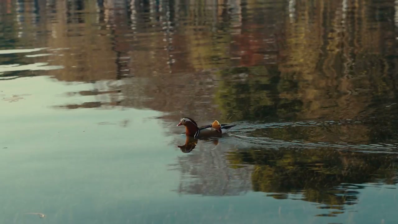 Mandarin Duck Swimming on Pond