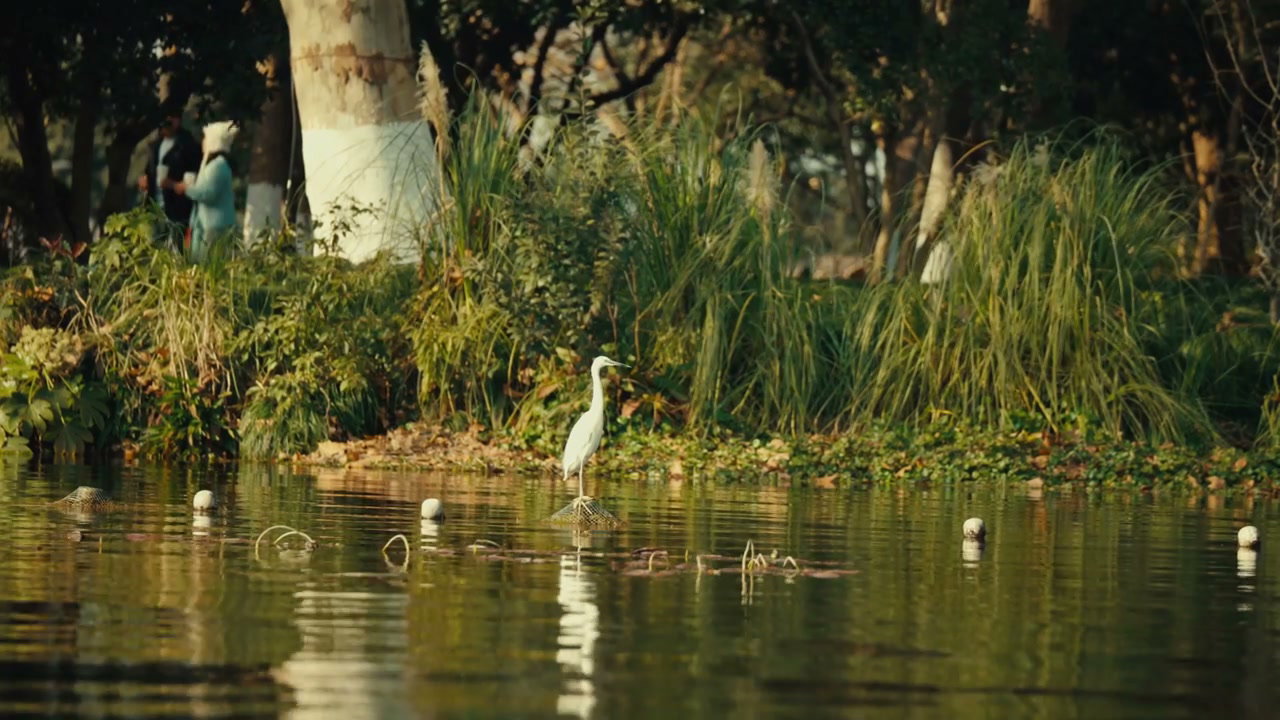 White Egret Standing in Park Pond