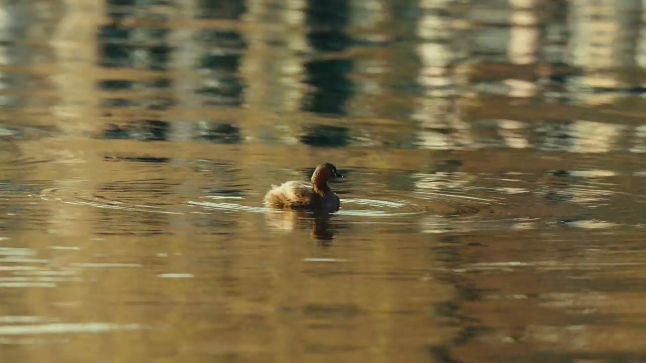 Duckling Swimming in Golden Reflective Water