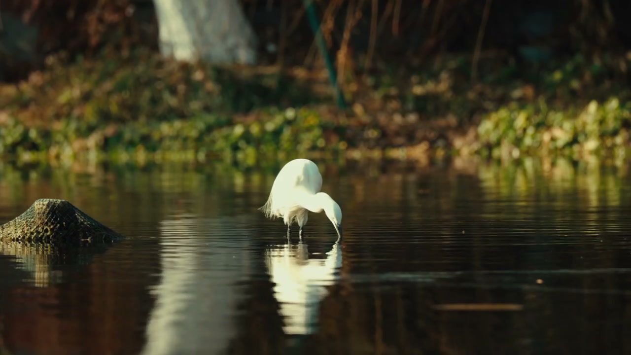 White Egret Fishing in a Lake