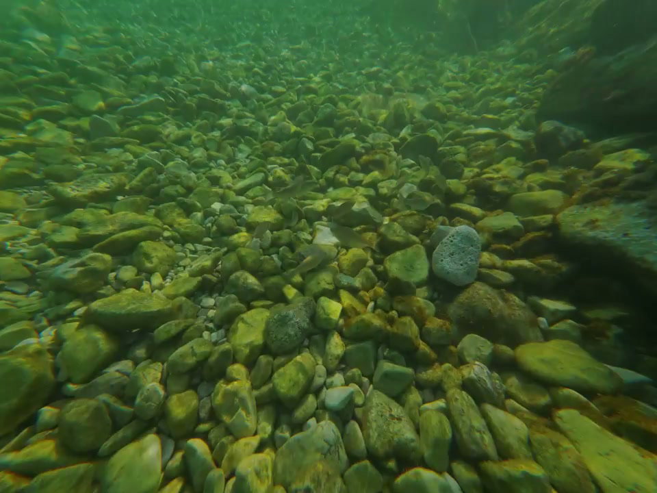 Clear River Water Over Pebbles and Fish